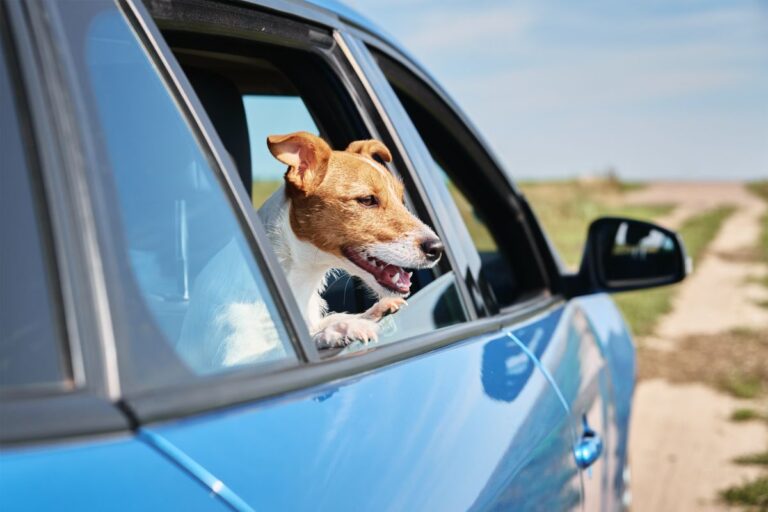 Mit Hund nach England Fähre